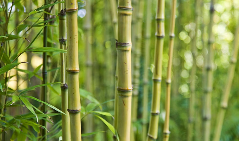 Ces bambous non traçants à privilégier pour son jardin