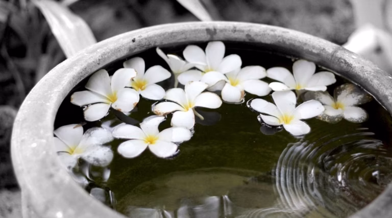 Changer l&rsquo;eau des fleurs : ce qu&rsquo;il faut savoir