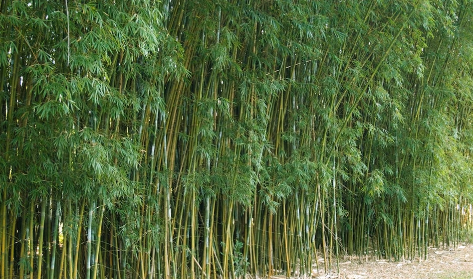 Aperçu — Bambous non traçants : variétés Fargesia adaptées aux jardins d'Île-de-France