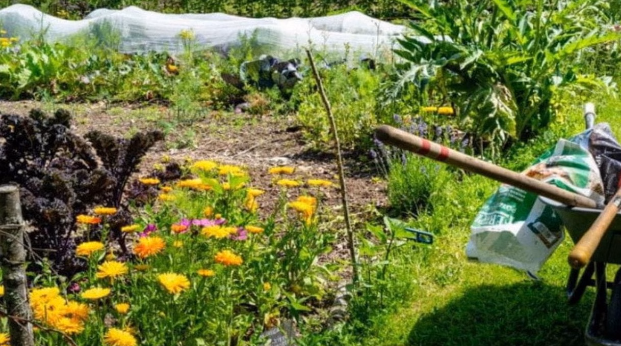 Ce secret des paysagistes : l&rsquo;aménagement de jardin courant qui pourrait bien compromettre votre sécurité